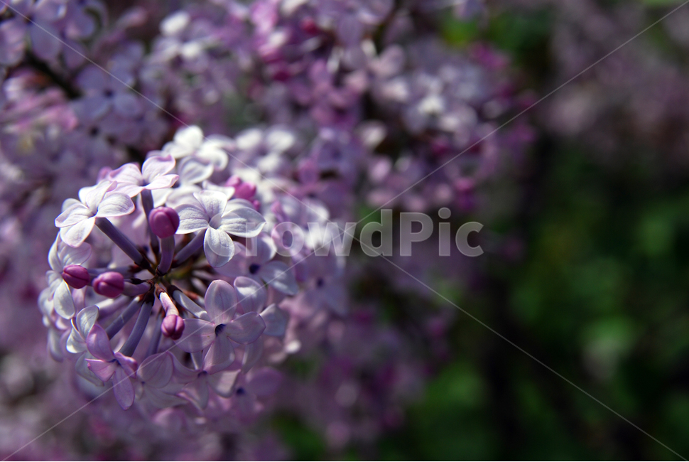 보랏빛,5월,라일락,꽃,봄,향기,식물,자연,plants,nature,꽃,flower
