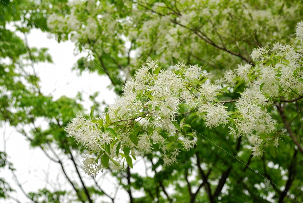꽃,나무,식물,자연,공원,산,초록,하늘,흐린날,하얀,식물,자연,plants,nature,꽃,flower