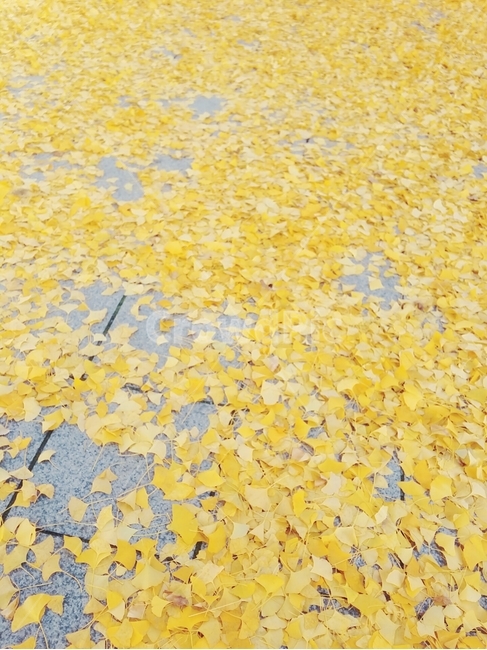 도로,은행잎,가을,가을감성,노란색,낙엽