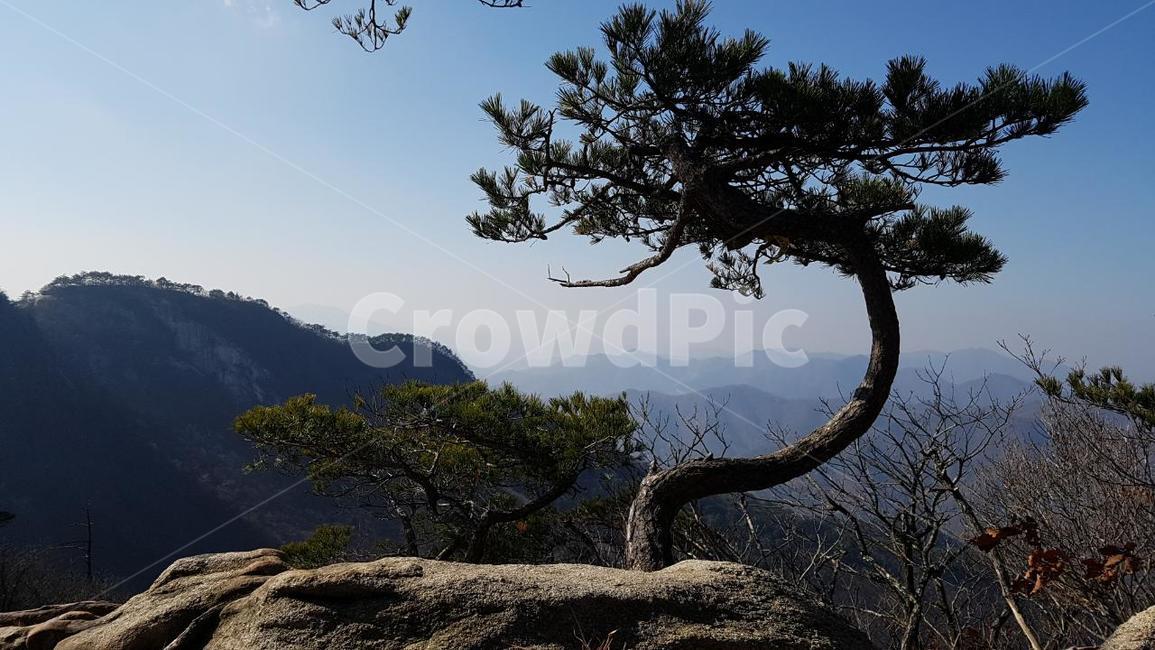 문경,백두대간,조령산,고목,바위,자연,풍경,nature,landscape,한국자연풍경,한국자연경관,korea nature landscape,식물,plants,나무,trees,wood,plant,tree,tree trunk,나무 줄기,outdoors,옥외