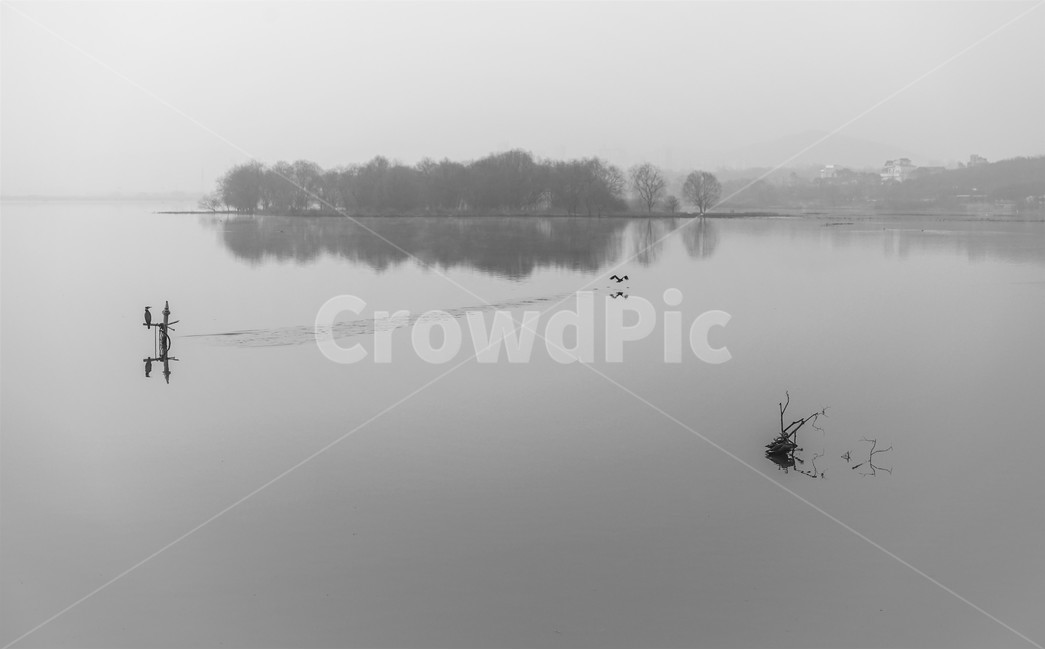 호수,섬,새,조류,철새,왕송호수,자연,풍경,nature,landscape,한국자연풍경,한국자연경관,korea nature landscape,동물,animal,조류,새,birds,흑백,모노톤,monochrome,black and white,water,물,outdoors,옥외