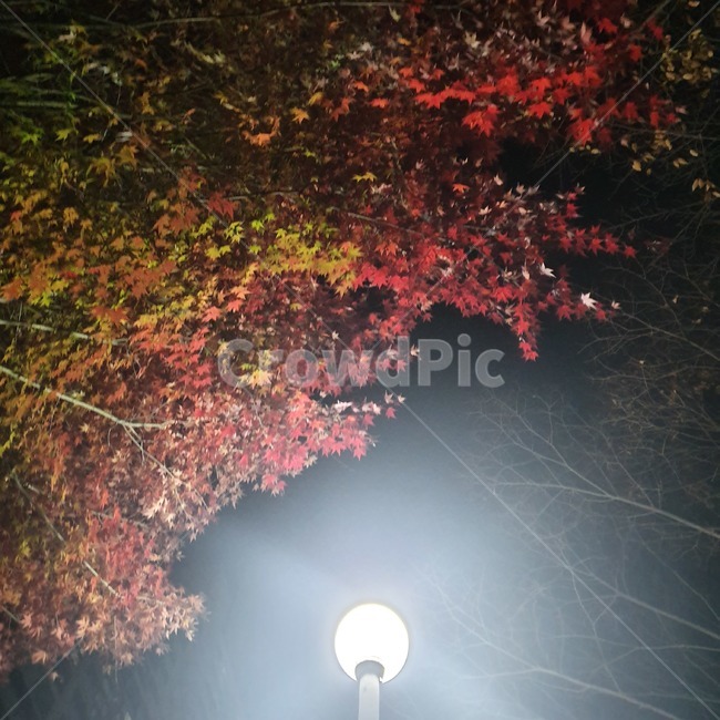 자연,낙엽,가을,가로등,단풍,밤,하늘,나무,나뭇잎,가지,나뭇가지,식물,plant,빛,light
