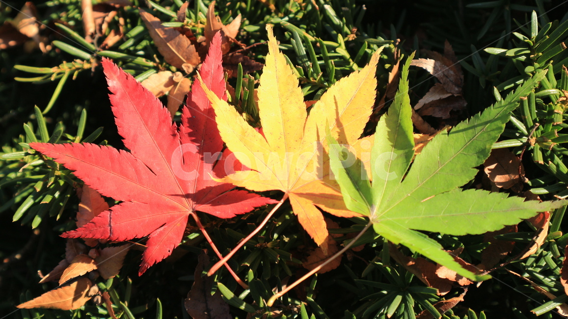 단풍,색깔,무지개,가을,나뭇잎,colors,maple,fall,가을,계절,fall,autumn,season,식물,자연,plants,nature