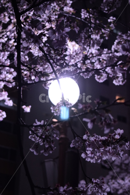 벚꽃,밤,가로등,봄,감성,봄,계절,spring,season,야경,밤,풍경,nightscape,night,landscape,plant,식물,blossom,꽃,flower,cherry blossom
