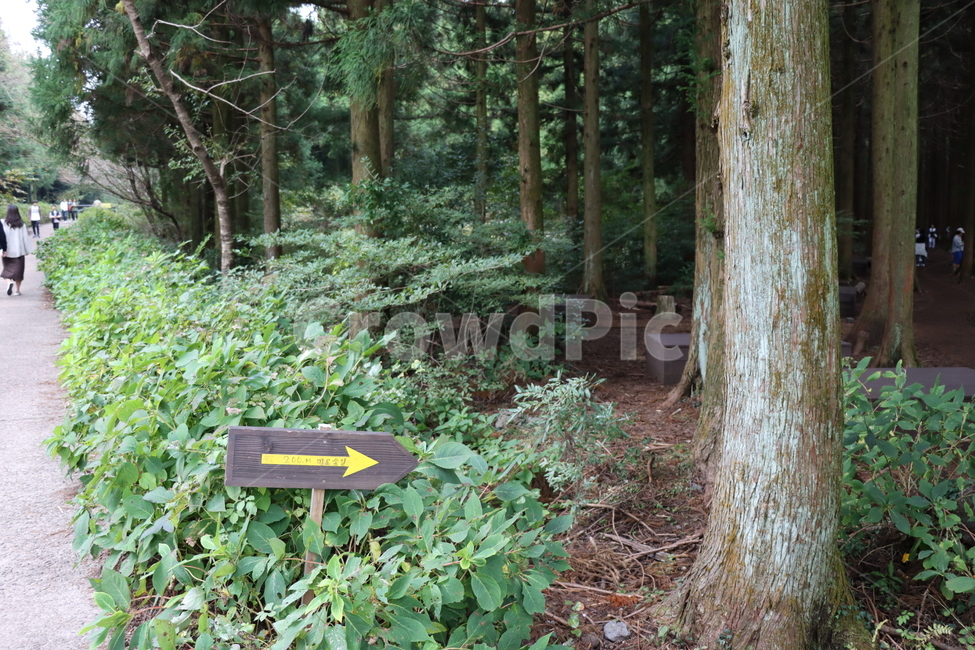 화살표,이정표,숲,숲길,삼나무,삼나무숲,forest,식물,plant,자연,풍경,nature,landscape