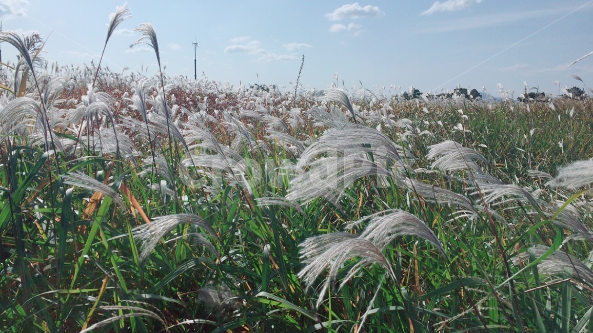 grass,plant,식물,lawn,잔디,갈대,갈대축제,억새,억새축제,reed,healing,힐링,가을,계절,fall,autumn,season,식물,자연,plants,nature