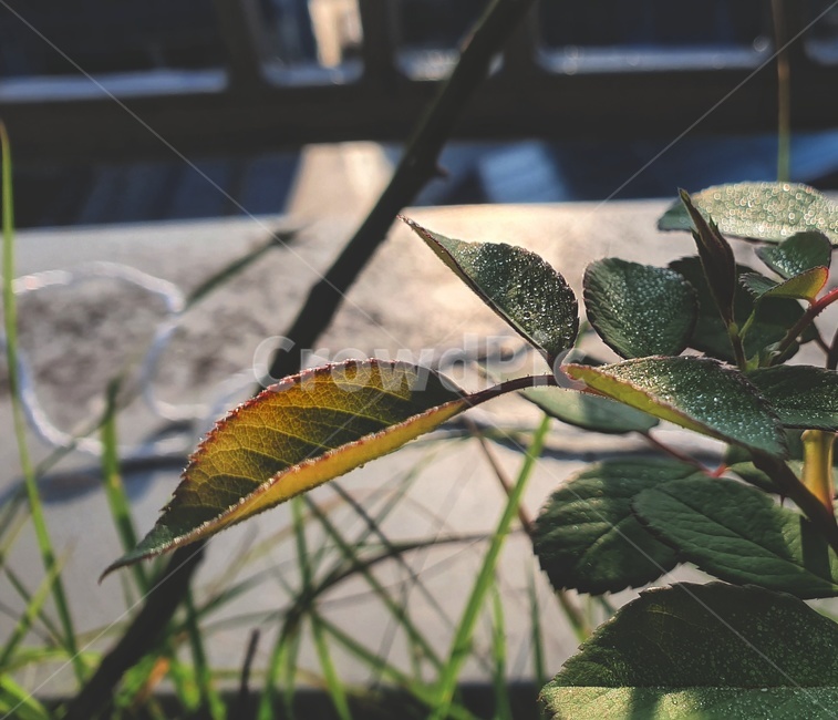 식물,잎,나뭇잎,초록,이슬,dew,leaf,light,tree,morning,plant,장미잎,식물,자연,plants,nature