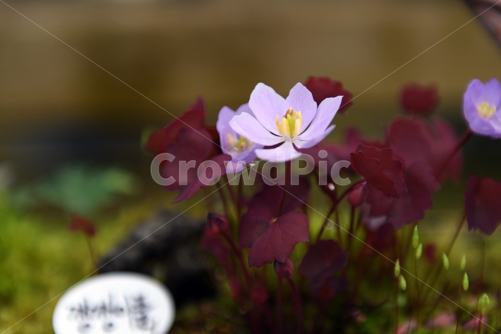 식물,꽃,감성사진,자연,flower,꽃사진,봄,봄꽃,계절,감성,4월,spring,힐링,자연풍경,풍경,봄,계절,spring,season,식물,자연,plants,nature,꽃,flower,geranium,제라늄,blossom,plant