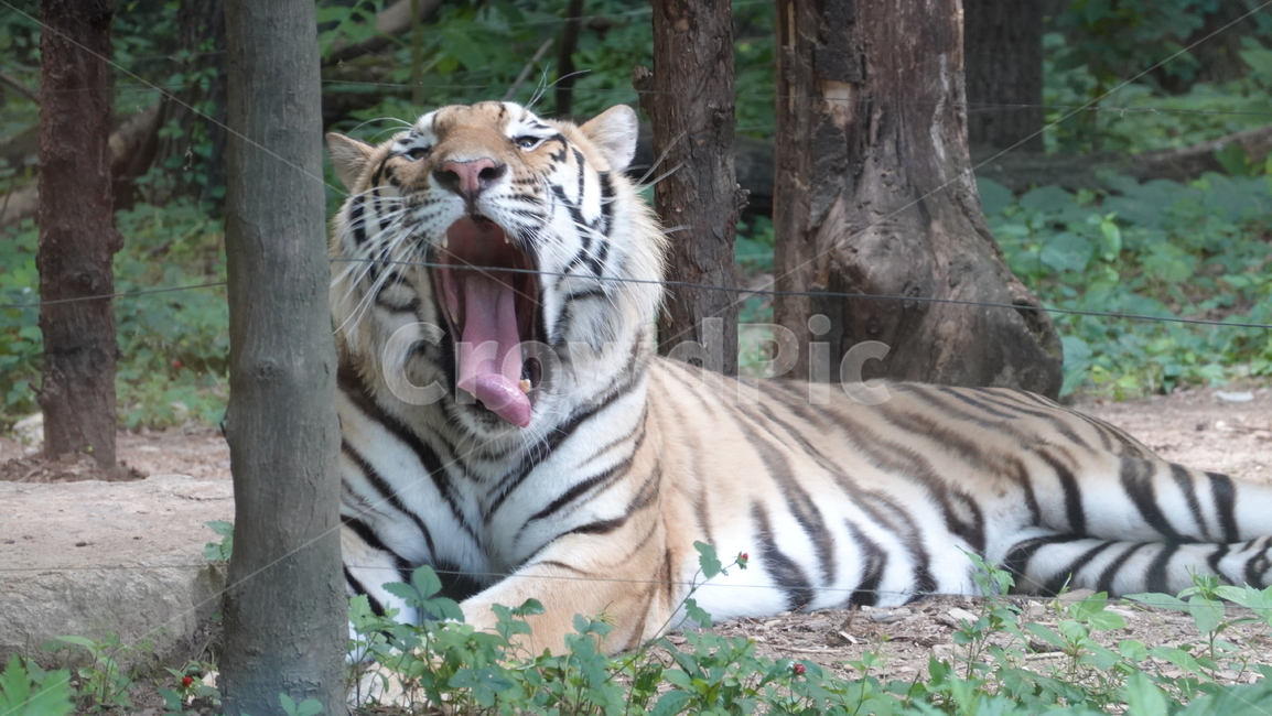 호랑이,tiger,동물,animal,잠,sleep,하품,동물원,동물,animal,포유류,mammal