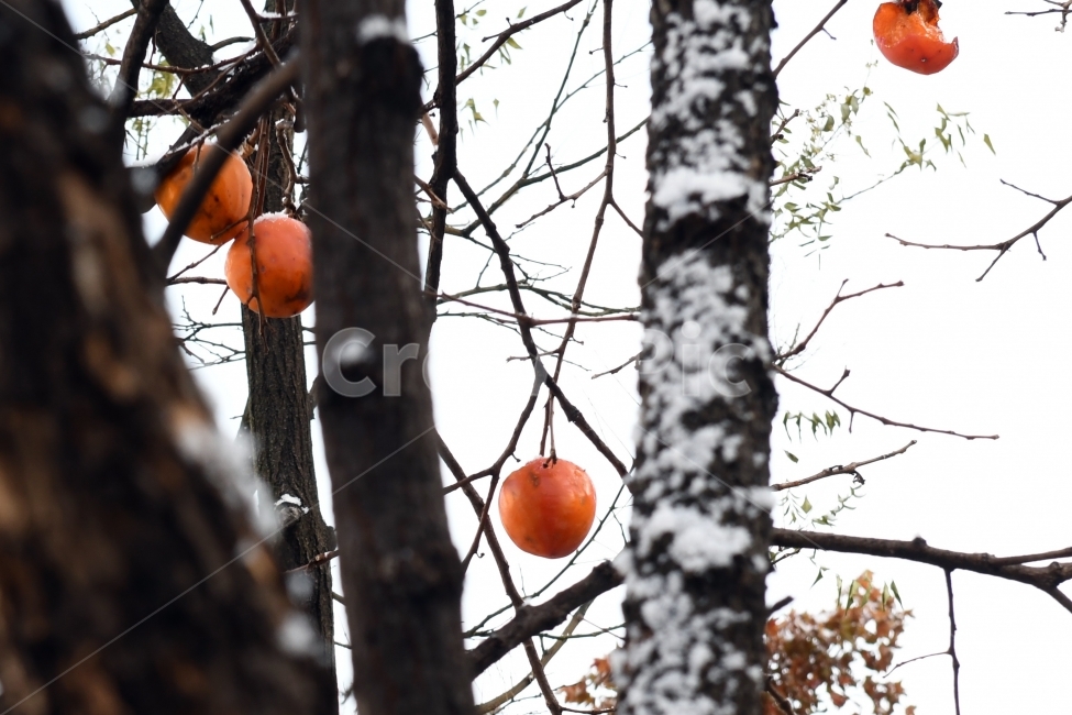 첫눈,눈,겨울,못다핀꽃,과일,가을끝,풍경,감,겨울,계절,winter,season,식물,자연,plants,nature,나무,trees,wood,과일,열매,fruit