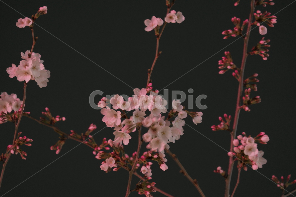 밤,봄,벚꽃,물감,붉은색,봄,계절,spring,season,야경,밤,풍경,nightscape,night,landscape,plant,식물,flower,꽃,blossom,cherry blossom