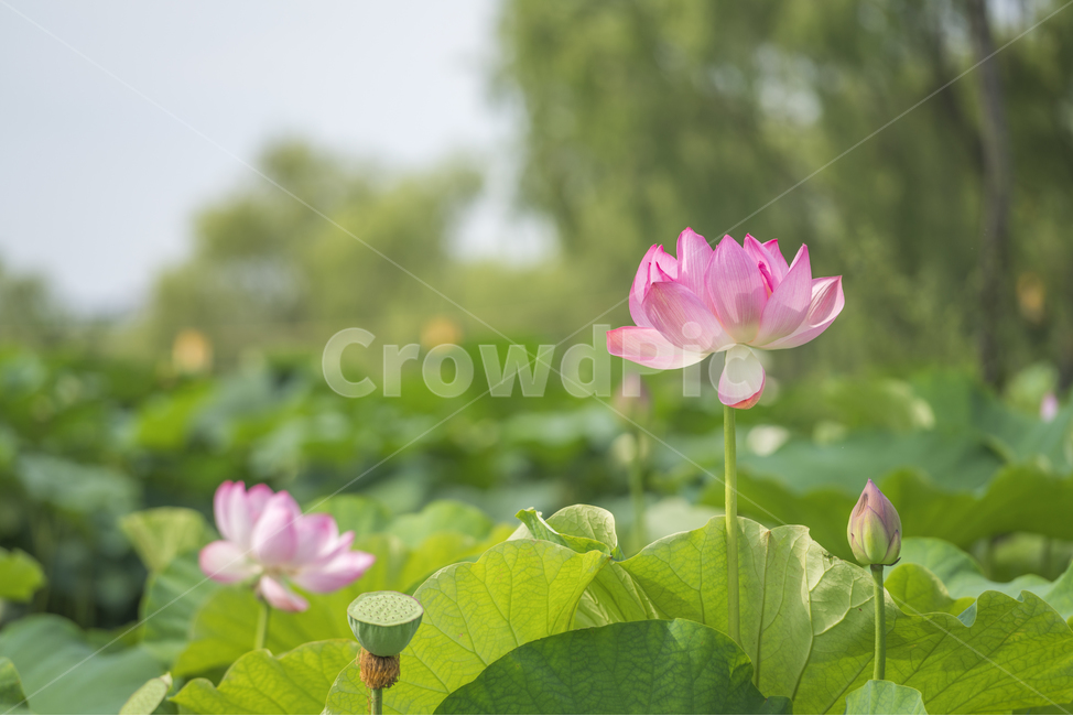 자연,풍경,꽃,감성,연꽃,식물,자연,plants,nature,꽃,flower
