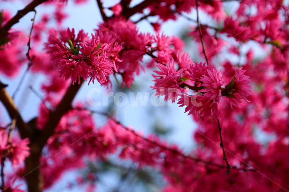 꽃,봄,빨간꽃,만첩홍도,복사꽃,봄,계절,spring,season,식물,자연,plants,nature,꽃,flower,plant