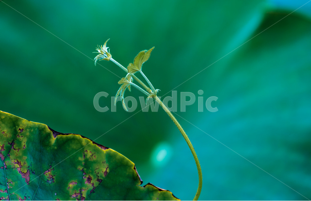 연잎,문양,무늬,패턴,더부살이,습지,식물,자연,plants,nature,꽃,flower