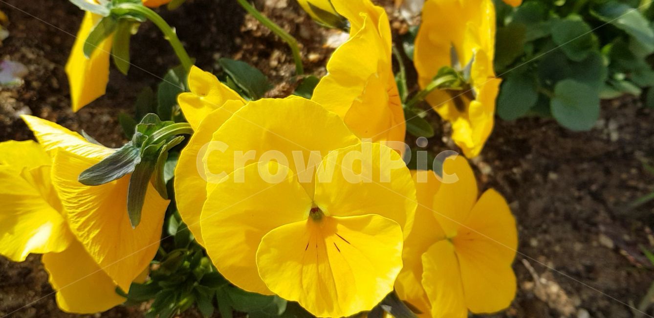 봄,blossom,flower,식물,plant,꽃,nature,자연,제라늄,geranium