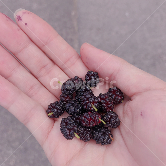 오디,오디열매,뽕나무열매,뽕열매,mulberry
