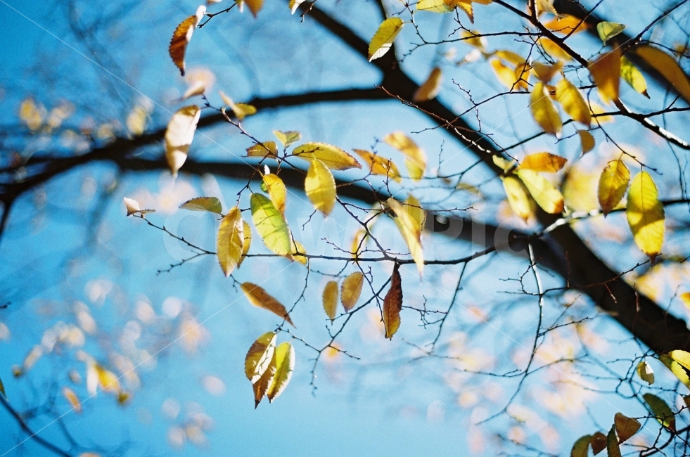감성,가을,단풍,낙엽,하늘,가을하늘,가을,계절,fall,autumn,season,식물,자연,plants,nature,감성,sensible,feeling,leaf,잎,plant,tree,나무