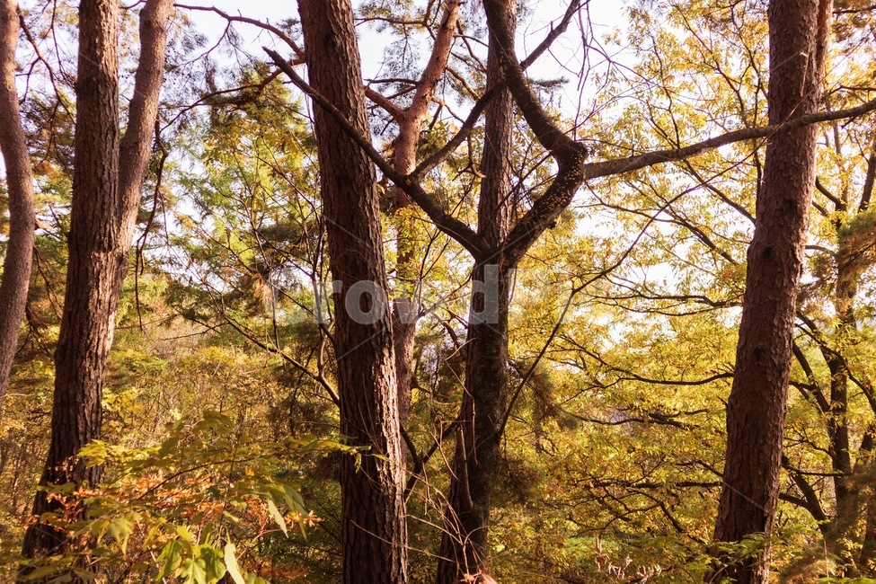 나무,단풍,가을,자연,풍경,fall,tree,landscape,가을,계절,fall,autumn,season,자연,풍경,nature,landscape,tree trunk,나무 줄기,plant,식물