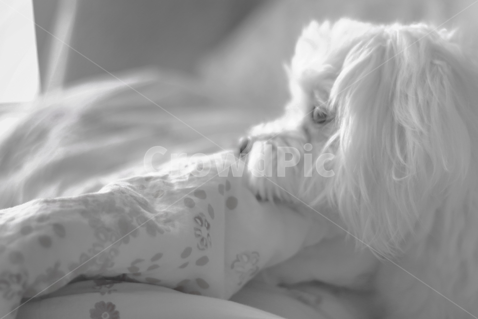 흑백,감성,기다림,강아지,귀여운,동물,animal,포유류,mammal,개,강아지,dog,doggy,흑백,모노톤,monochrome,black and white