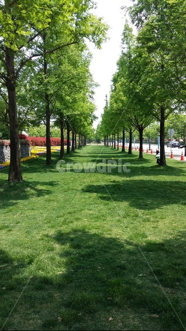 풀밭,공원,공터,가로수,잔디밭,자연,풍경,nature,landscape,grass,잔디,plant,식물,outdoors,옥외,park,lawn,tree,나무