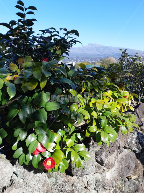 동백꽃,제주도,한라산,식물,서귀포,식물,자연,plants,nature