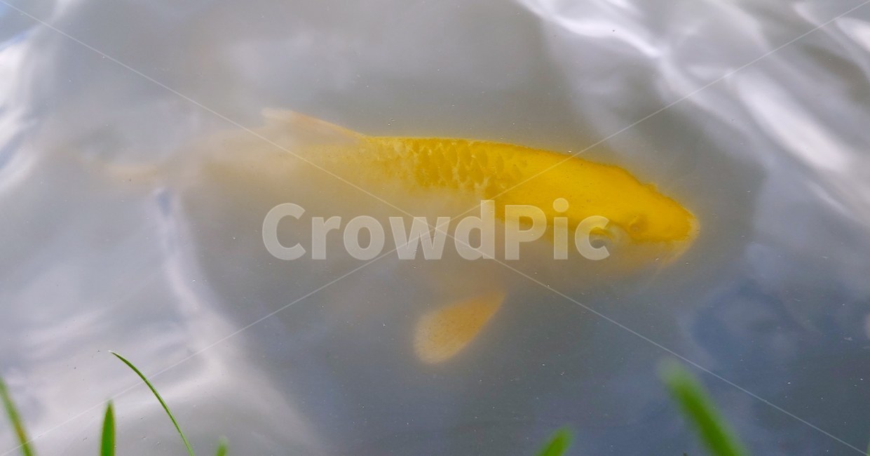 금붕어,금빛금붕어,행운,물고기,금빛물고기,금색,동물,animal,어류,물고기,fish