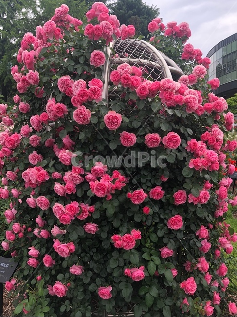 장미,꽃,rose,flower,장미정원