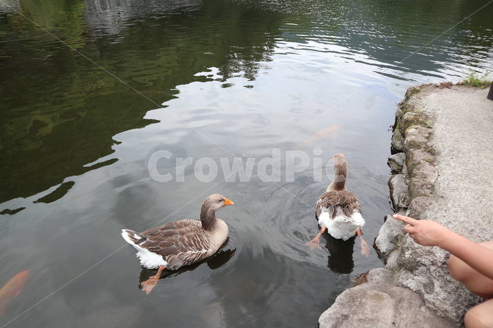 일본,긴린코호수,긴린코,오리,호수오리,오리헤엄,헤엄치는오리,일본오리