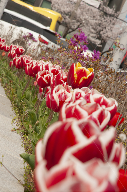 flower,식물,꽃,plant,튤립,봄꽃,5월의꽃,꽃길