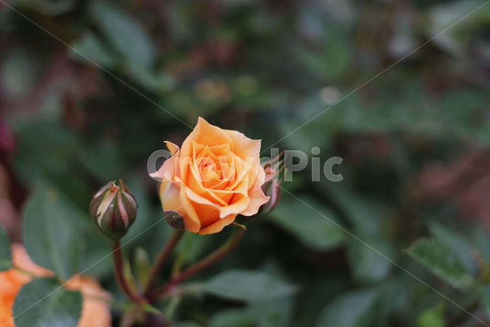 장미,rose,꽃,식물,플라워,flower,축제,향기,꽃향기,봄,계절,spring,season,식물,자연,plants,nature,꽃,flower,blossom,plant