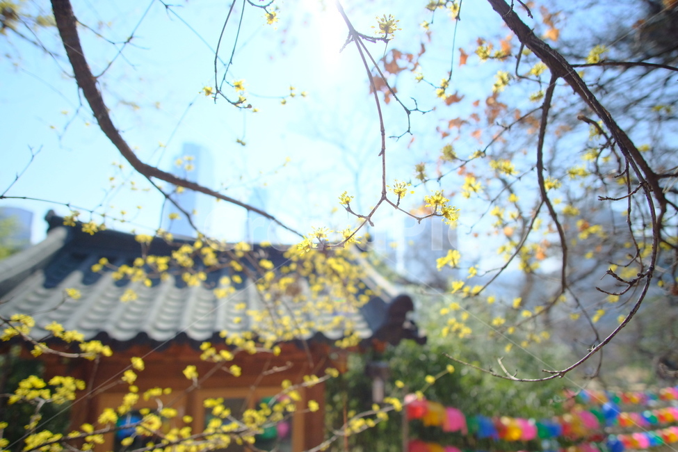 plant,식물,blossom,flower,꽃,봉은사,산수유