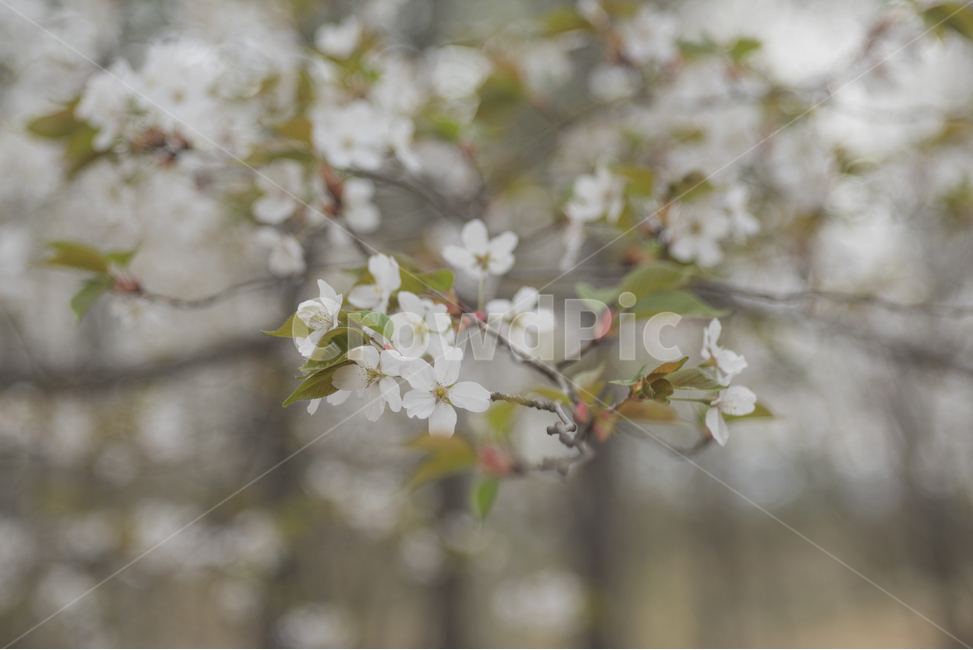 벚꽃,보케,벚꽃축제,봄꽃,봄소식,봄,계절,spring,season,식물,자연,plants,nature,꽃,flower,감성,sensible,feeling,plant