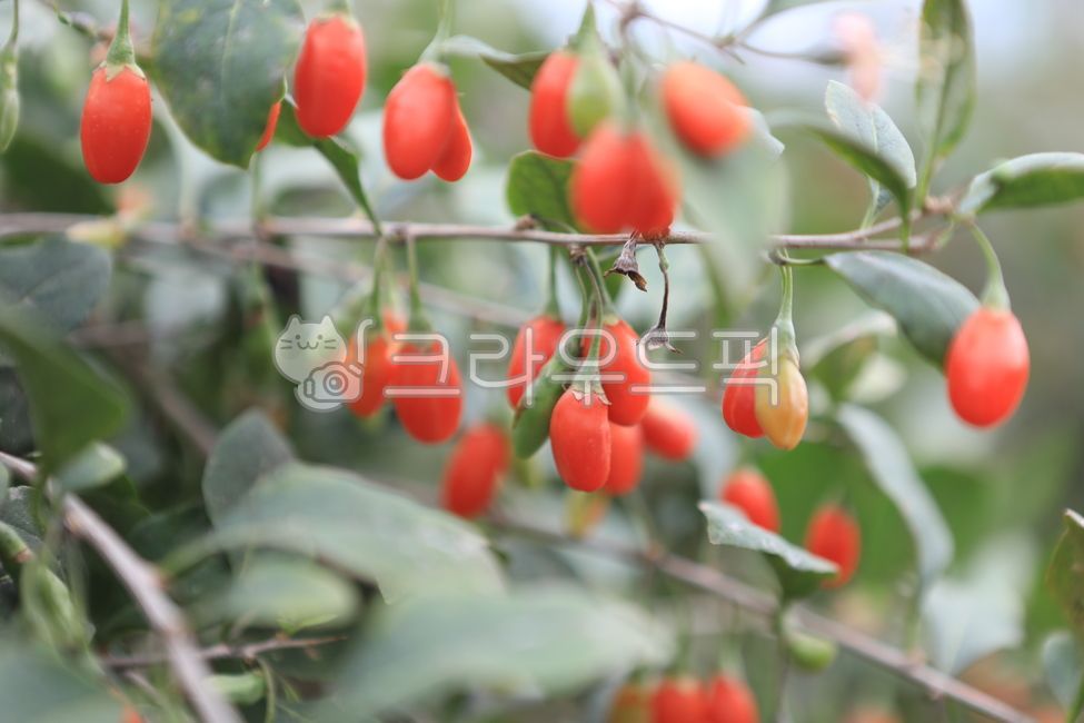 구기자,건구기자,구기자한방약재,구기자열매,건조구기자