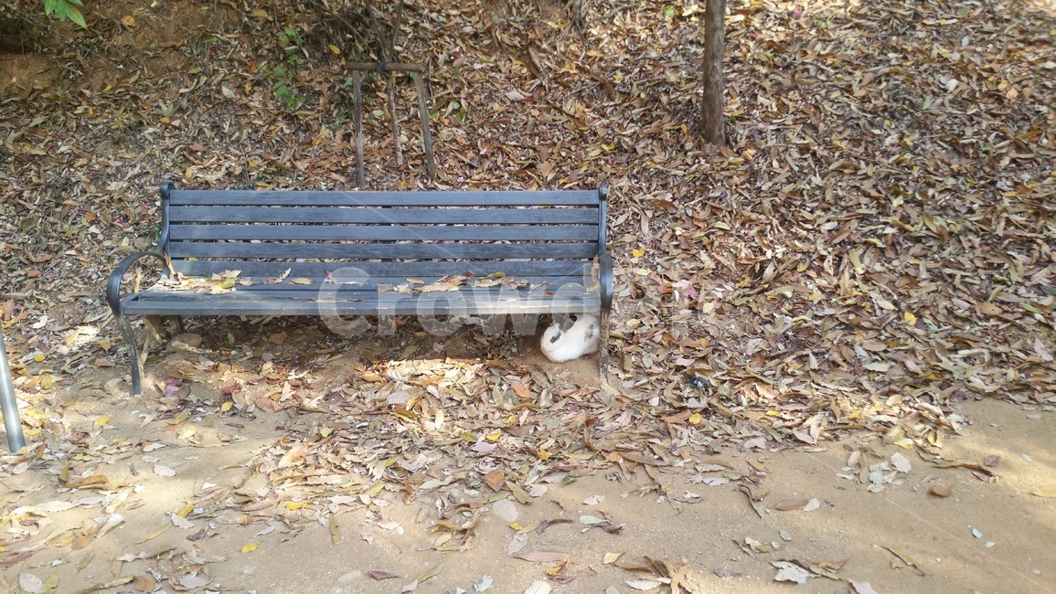 bench,벤치,가구,가을,토끼