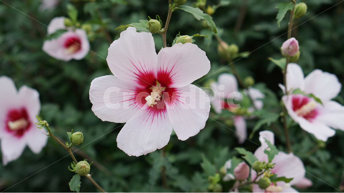 꽃,무궁화,대한민국,식물,자연,식물,자연,plants,nature,꽃,flower