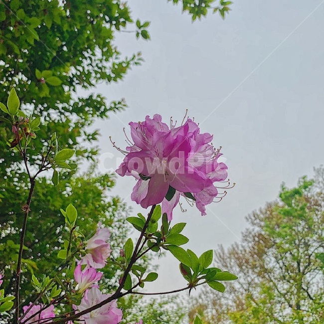 꽃,철쭉,봄,철쭉나무,분홍색,식물,봄꽃