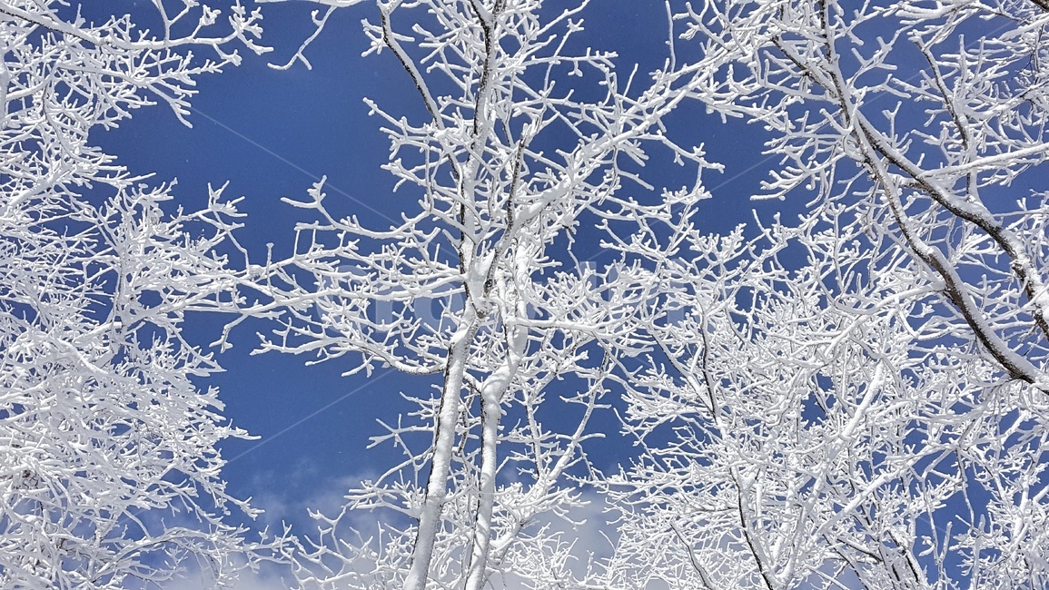속리산,상고대,겨울,설산,겨울산행,눈꽃,나무,하늘,파랑,계절,자연,풍경,한국자연풍경,winter,season,nature,landscape,koreanaturelandscape,눈꽃풍경,눈풍경,산,trees,wood,겨울,계절,winter,season,자연,풍경,nature,landscape,outdoors,옥외