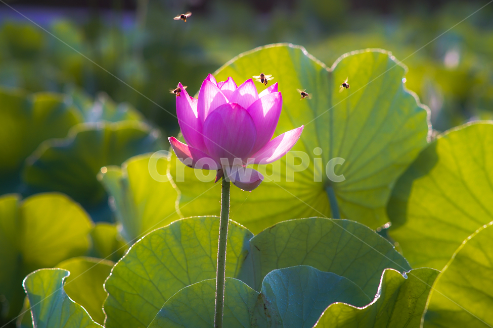 연,연밭,연꽃,꽃,수생,식물,연잎,식물,자연,plants,nature,꽃,flower,동물,animal,곤충,벌레,insect,bug