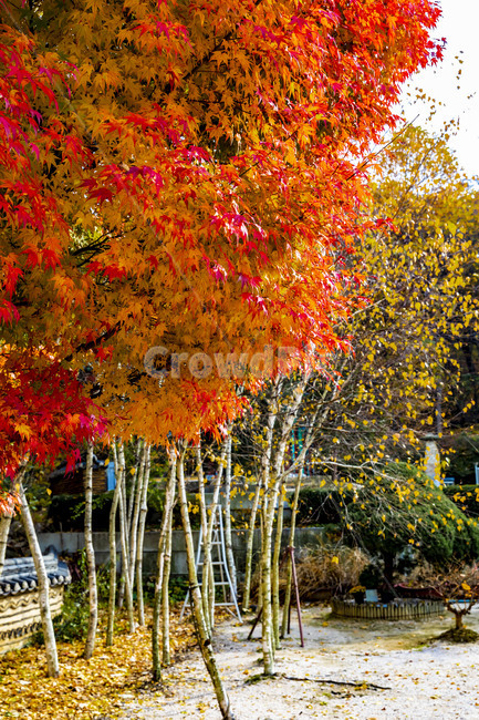 가을,계절,자연,감성,단풍,낙엽,나무,plant,tree,서정,가을낭만,식물,잎,maple,가을,계절,fall,autumn,season,식물,자연,plants,nature,leaf