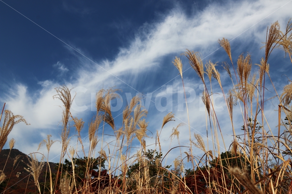 갈대,가을,하늘,풍경,가을풍경,가을,계절,fall,autumn,season,자연,풍경,nature,landscape,식물,plants,grass,잔디,plant