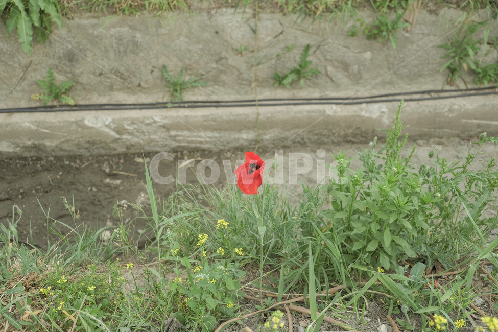 poppy,plant,season,flower,Emotional photo