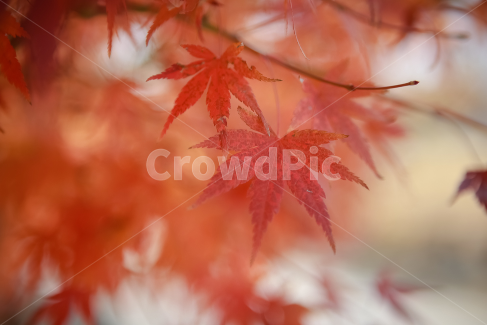 단풍,가을,fall,단풍나무,아웃포커싱,가을,계절,fall,autumn,season,leaf,잎,plant,식물,tree,나무