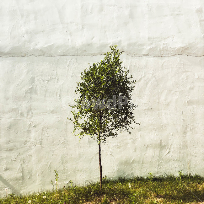 whitebackground,warm,warmth,One tree,tree,white background,solo,loneliness,lonely