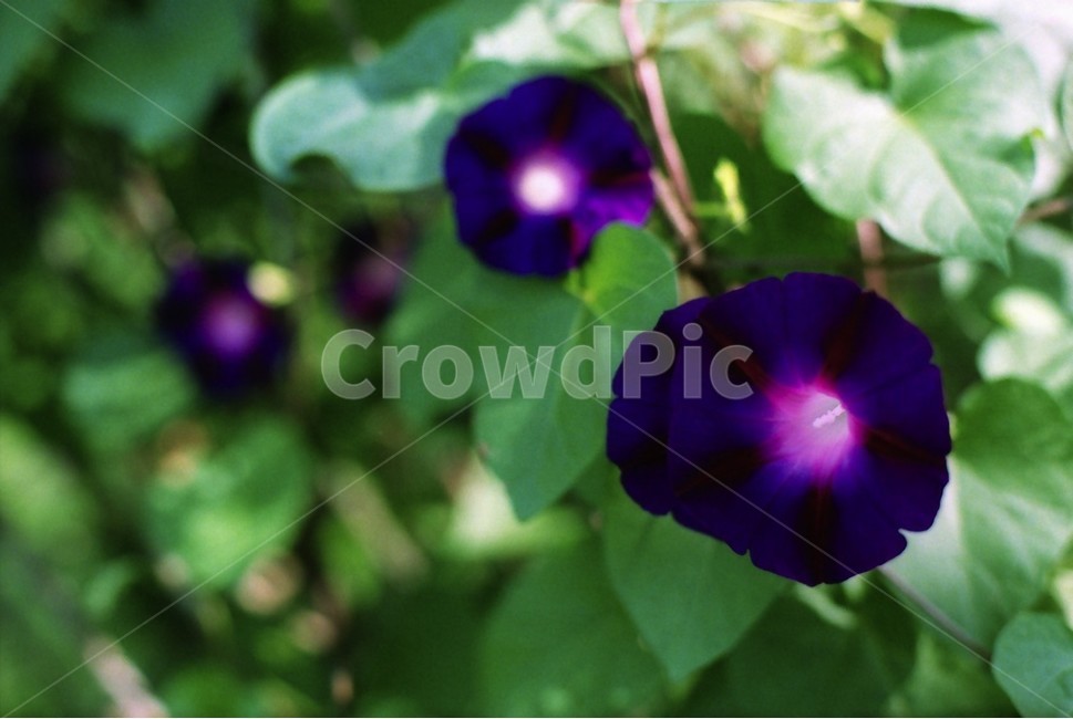geranium,제라늄,flower,plant,식물,blossom,꽃,morninggrass,식물,자연,plants,nature,꽃,flower