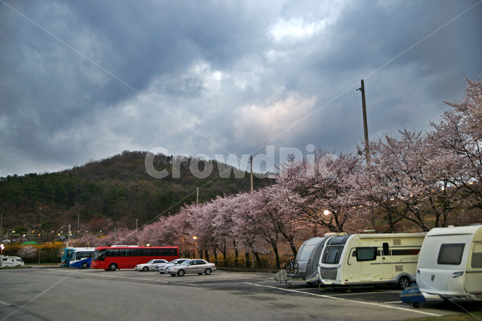 벗꽃,봄,주차장,백운호수,의왕,구름,캠핑카,봄,계절,spring,season,plant,식물,asphalt,아스팔트