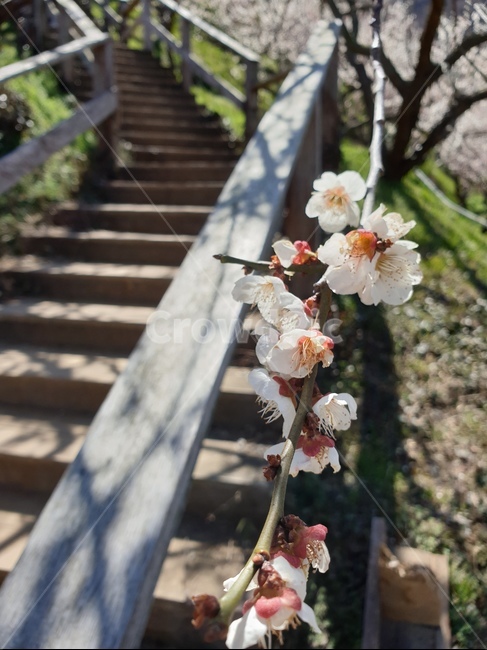 매화,꽃,계단,한적,고요,난간,plant,식물