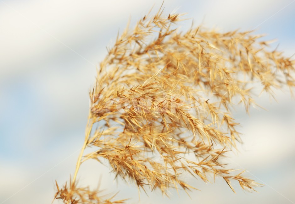 억새,silvergrass,가을,감성,오후,햇살,따듯함,풀,바람,살랑살랑,가을바람,가을,계절,fall,autumn,season,감성,sensible,feeling,plant,식물