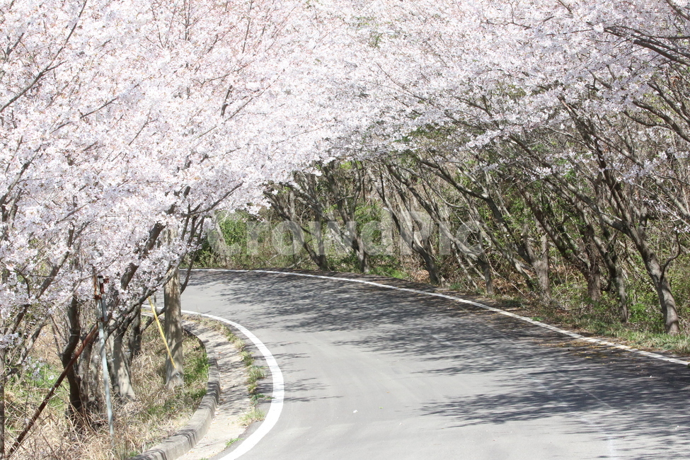 봄,벚꽃,산책로,풍경,힐링,봄,계절,spring,season,식물,자연,plants,nature,나무,trees,wood