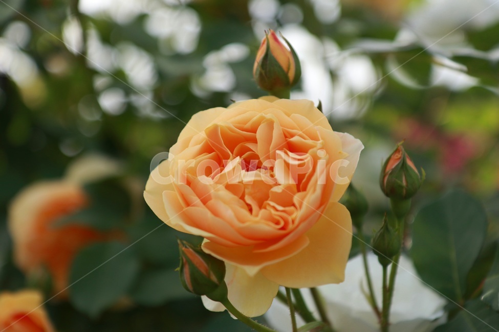 꽃,장미,rose,flower,장미꽃,주황꽃,꽃밭,여름,꽃봉오리,꽃송이,orangeflower,장미정원,정원,garden,감성사진,풍경사진,감성,snapshot,풍경,landscape,꽃놀이,장미꽃밭,식물,자연,plants,nature,꽃,flower