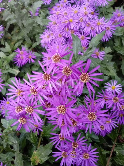 꽃,flower,plant,blossom,식물,아스타,aster,보라색꽃,식물,자연,plants,nature,꽃,flower